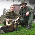 mouflon