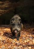 Wild boar