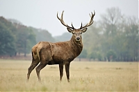 Red deer