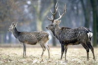 Sika deer