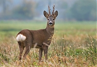 Roe deer