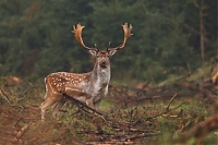 Fallow deer 