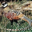 Königfasan bei Prolov
