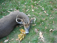 Weisswedelhirschjagd mit Prolov