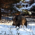 wild boar