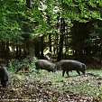 wild boar