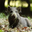 wild boar