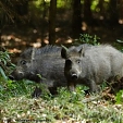 wild boar