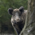 wild boar