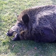 wild boar