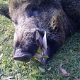 wild boar