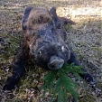 wild boar