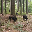 wild boar