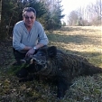 wild boar