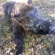 wild boar