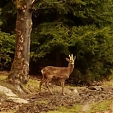 Bockjagd mit Prolov