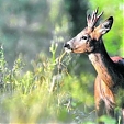 Bockjagd mit Prolov