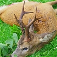 roe deer