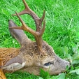 roe deer