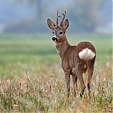 roe deer