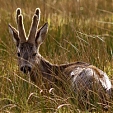 roe deer