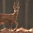 roe deer