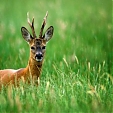 roe deer