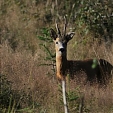 roe deer