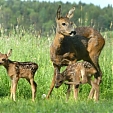 roe deer