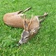 roe deer