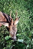 roe deer