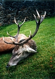 red deer