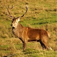 red deer