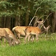 red deer