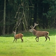 red deer