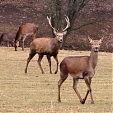 red deer