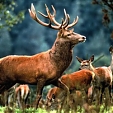 red deer