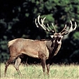 red deer