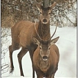 red deer