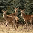 red deer