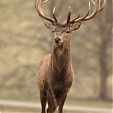 red deer