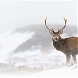 red deer