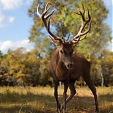 red deer