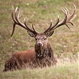 red deer