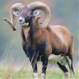 mouflon