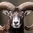 mouflon