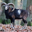 mouflon