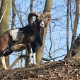 mouflon