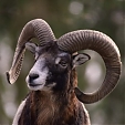 mouflon