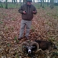 mouflon